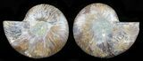 Cut & Polished Ammonite Fossil - Agatized #58721-1